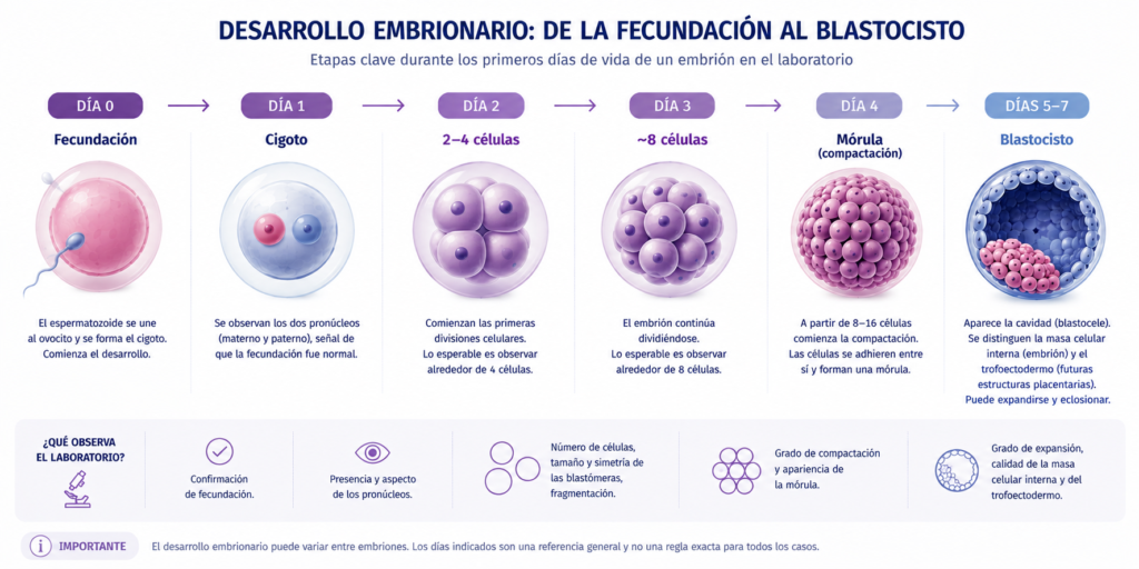 Infografía del desarrollo embrionario desde la fecundación hasta el blastocisto entre los días 0 y 7.